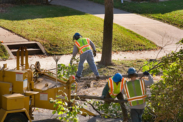 Reliable Great Neck Gardens, NY Tree Service Solutions